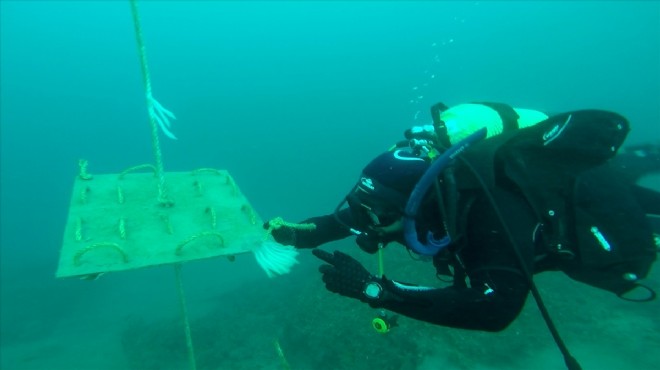 İzmir Körfezi nde kalamar popülasyonunu artıran proje