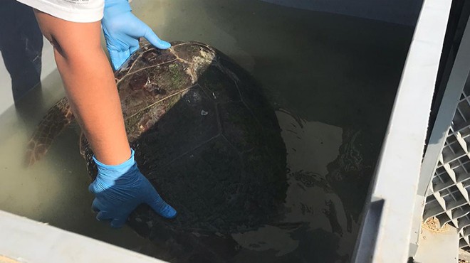 İzmir Körfezi’nde kıyıya vuran caretta caretta kurtarıldı