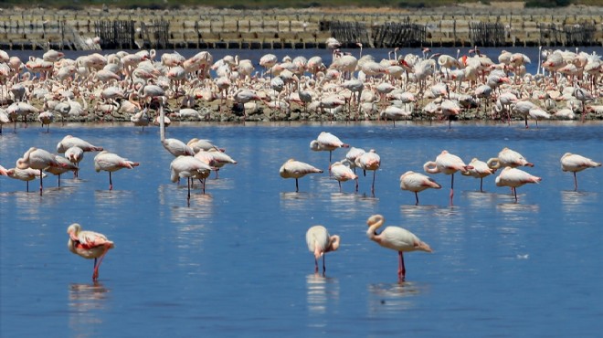 İzmir Kuş Cenneti'nde 20 bin flamingo kuluçkaya yattı