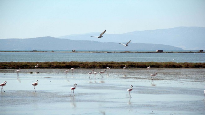 İzmir Kuş Cenneti nde 40 kilometrelik yatak temizlenecek