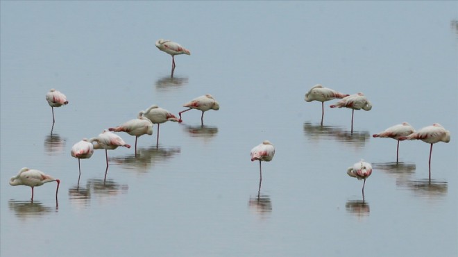 İzmir Kuş Cenneti yavru flamingolarla şenlendi