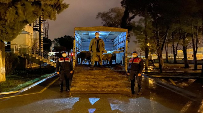 İzmir'de küçükbaş hayvan hırsızlığı operasyonu!