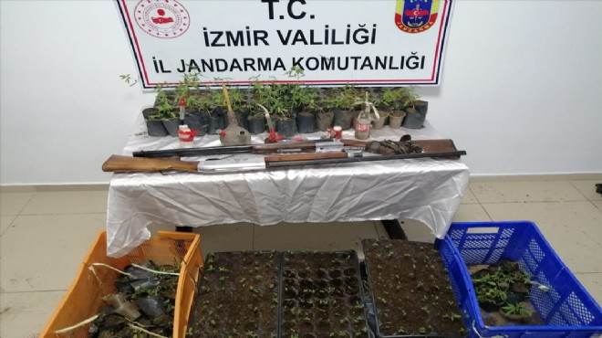 İzmir'de 9 bin 381 kök Hint keneviri ele geçirildi