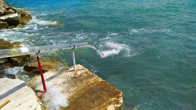 İzmir de 98 bin balık denize bırakıldı