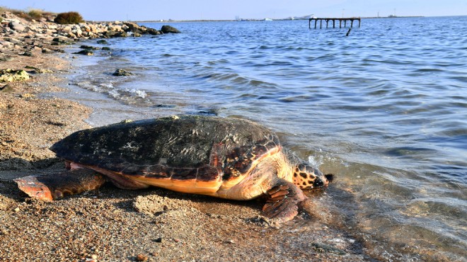 İzmir de caretta caretta kurtarma operasyonu!