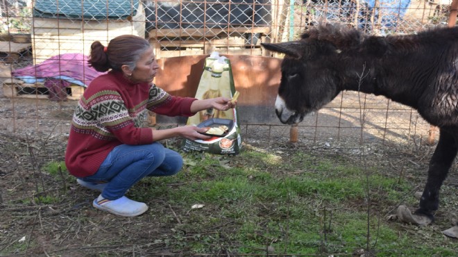 İzmir'de dehşet: Kuyruğu satırla kesilen eşeğe tecavüz iddiası