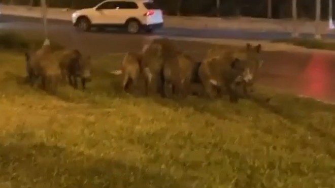 İzmir'de domuz sürüsü kent merkezine indi!