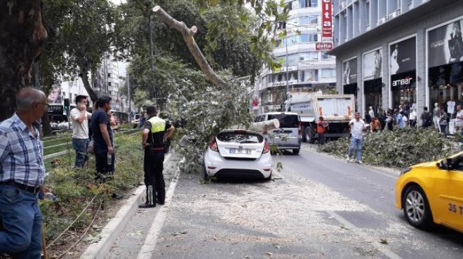 İzmir de faciadan dönüş: 20 metrelik ağaç bir anda...