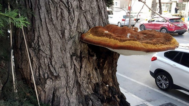 İzmir de görenleri şaşkına çeviren mantar!