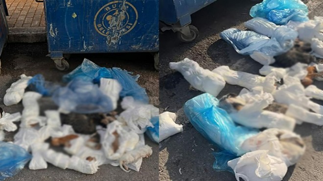 İzmir de hayvan katliamı: 33 kedi ölü bulundu!