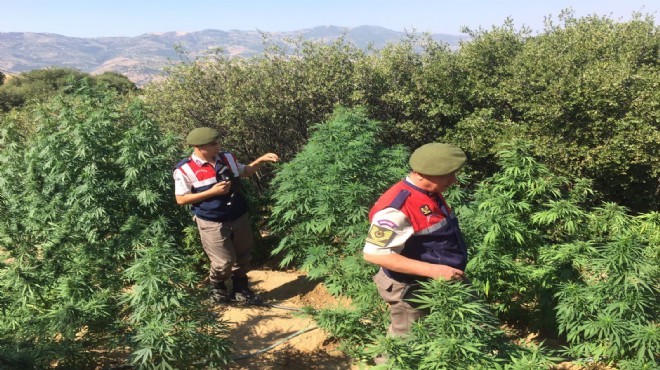 İzmir'de jandarmadan 15 günde 41 zehir operasyonu!