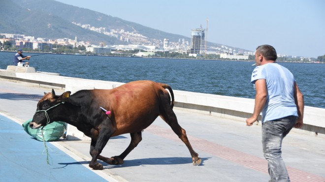 İzmir de  kaçan boğa  sahibini 2 saat peşinden koşturdu