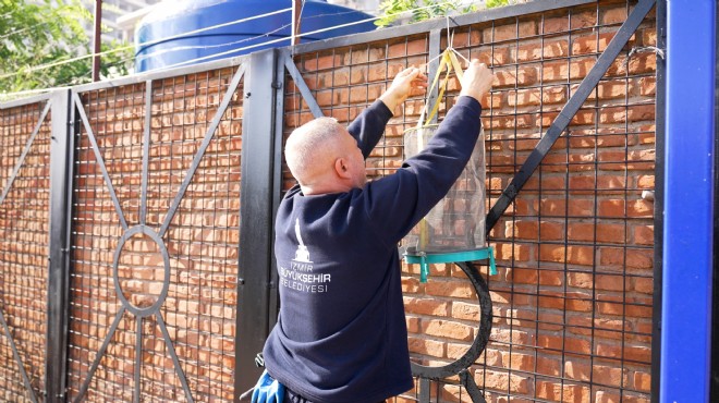 İzmir de karasineğe savaş!