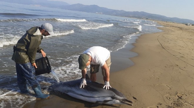 İzmir'de karaya vuran çizgili yunus kurtarılamadı