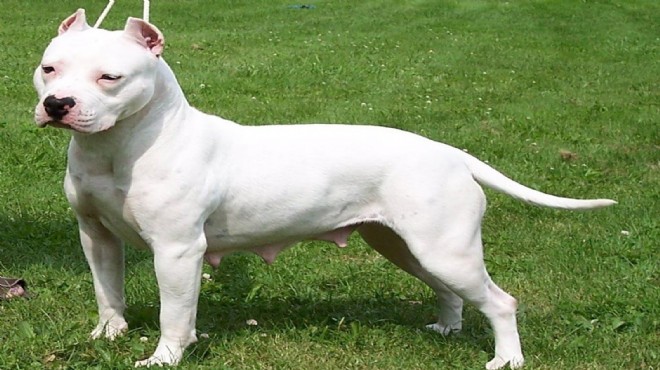 Köpeğe saldıran pitbull muhafaza altına alındı