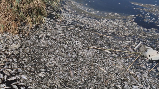 İzmir'de korkutan görüntü: Oksijensizlikten binlerce balık öldü