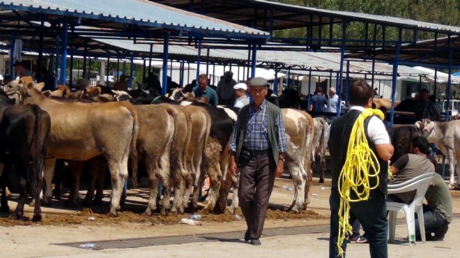 İzmir de kurbanlık satış raporu: Zam olacak mı?