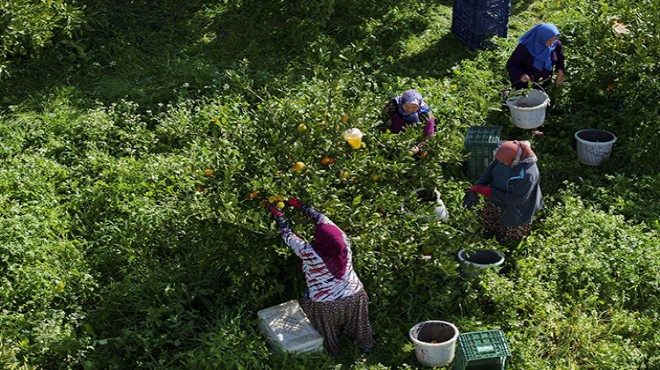 İzmir de mandalina üreticisinin yüzü güldü