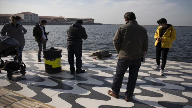 İzmir'de ölü caretta caretta sahile vurdu