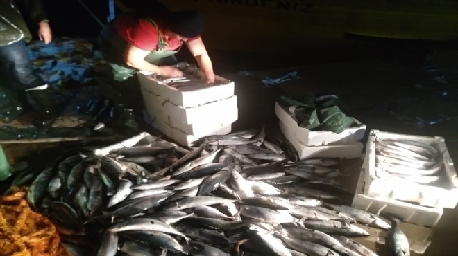 İzmir'de palamut akını