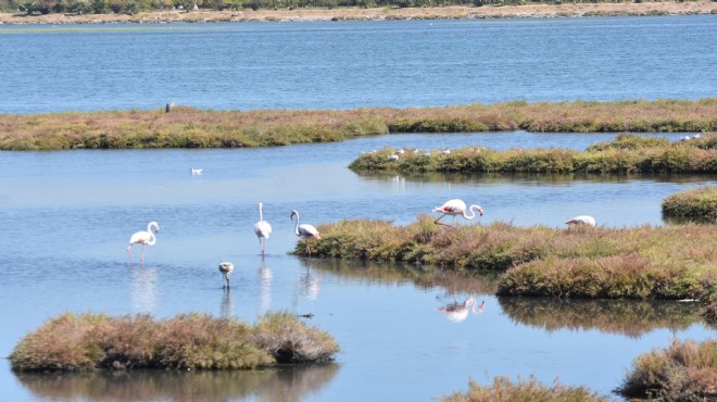 İzmir'de pembe flamingo rüzgarı!