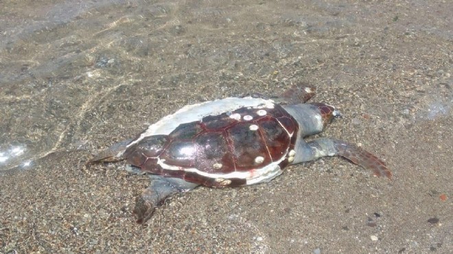 İzmir de sahile caretta caretta ölüsü vurdu!