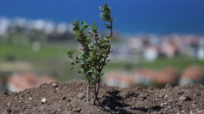 İzmir de sakız ağacı seferberliği