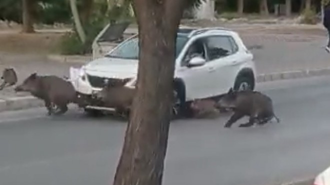 İzmir'de sıra dışı kaza: Domuz sürüsüne çarptı!