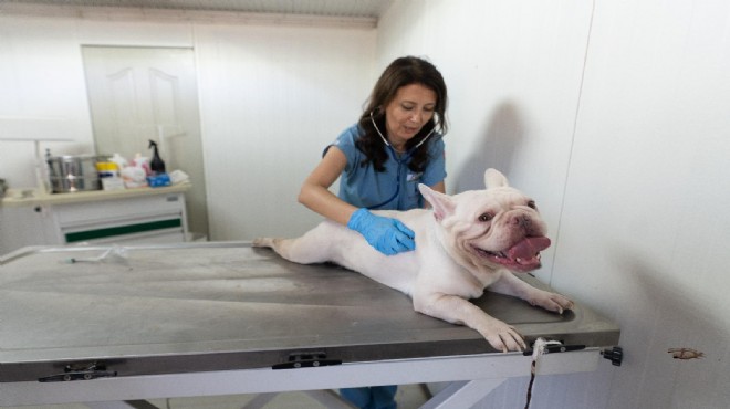 İzmir de sokak köpeklerinin yüzde 70 i kısırlaştırıldı!