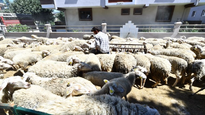 İzmir'de sürüler büyüyor, umutlar artıyor!