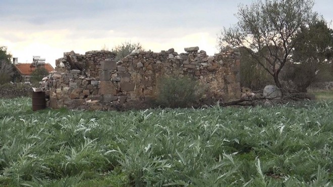 İzmir'de tarlalar arasında kalan antik tiyatro!