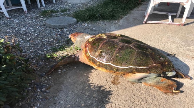 İzmir de telef olmuş caretta caretta sahile vurdu