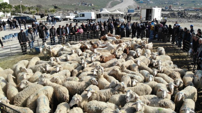 İzmir'de umut sürüsü 20 bini buldu