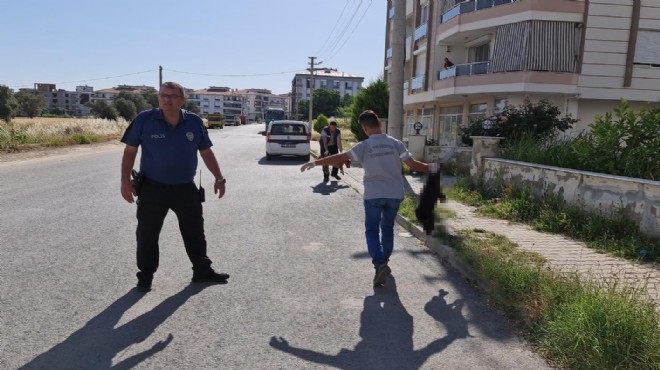 İzmir'de vahşet: Kedi ve köpekleri zehirle katlettiler!