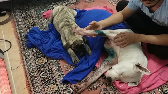 İzmir de vahşet: Köpeğe satırla saldırı!