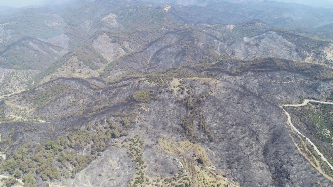 İzmir'de yanan alanda 'yara sarma' yol haritası hazır!