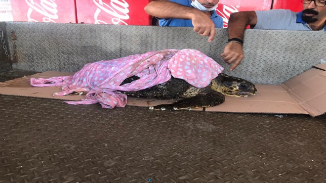 İzmir'de yaralı halde caretta bulundu