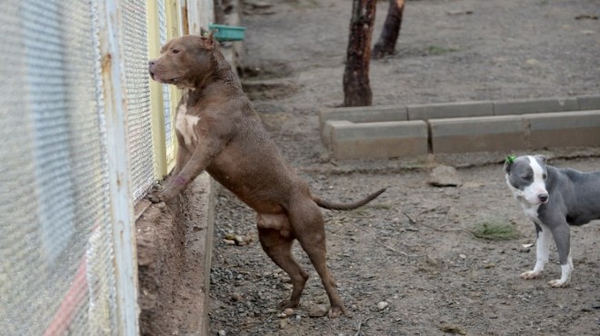 İzmir'de yasaklı ırklardaki 1985 köpek kayıt altına alındı