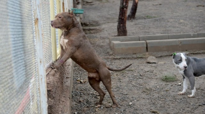 İzmir de yasaklı ırklardaki 1985 köpek kayıt altına alındı