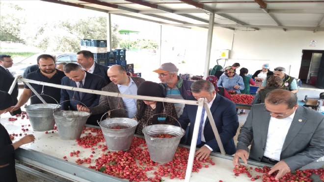 İzmir'de yılın ilk kiraz hasadı!