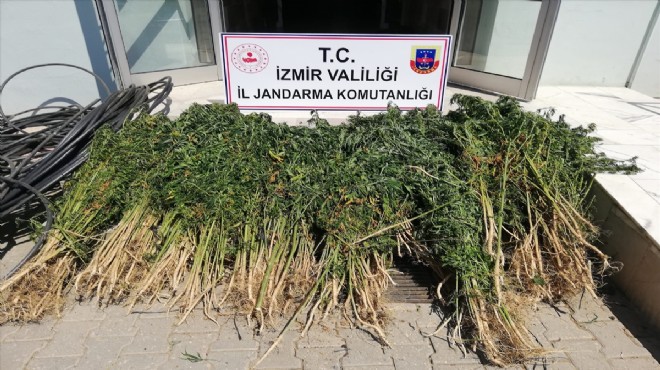 İzmir'de zehir tarlasına baskın!