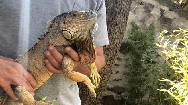 İzmir deki park yenileme çalışmasına iguana sürprizi!