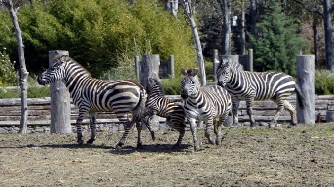 İzmir den Eskişehir e zebra transferi meclis gündeminde!