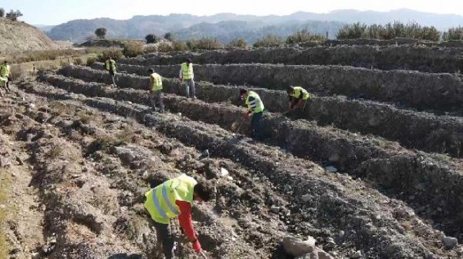 İzmir'e 42 bin fidanla yeni bal ormanı!