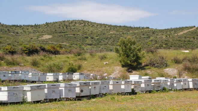 İzmir'in 16'ncı bal ormanı o ilçeye!