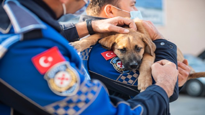 İzmir'in acil müdahale ekibi bir 12 yılda 12 bin sokak hayvanı tedavi etti
