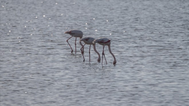 İzmir'in cennetinde flamingo dansı zamanı!