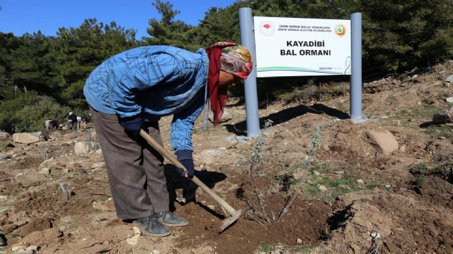 İzmir'in dağlarında 'bal ormanları' yeşeriyor