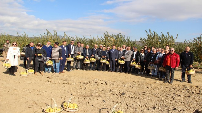 İzmir'in dünya lideri olduğu ayvada hasat coşkusu!