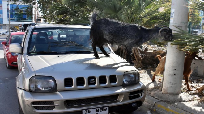 İzmir'in göbeğinde keçi kabusu!